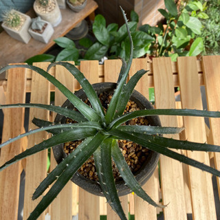 ①ディッキア 子株 サボテン アロエ 塊根植物 アガベ 多肉植物の画像