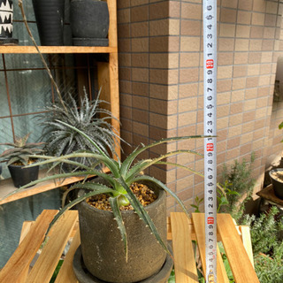 ①ディッキア 子株 サボテン アロエ 塊根植物 アガベ 多肉植物の画像