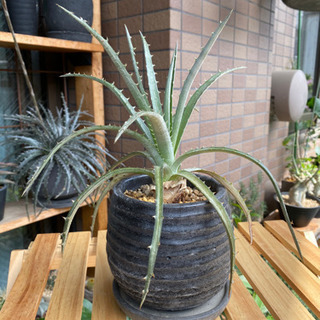 ②ディッキア 子株 アロエ サボテン アガベ 塊根植物 多肉植物 観葉植物の画像