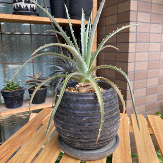②ディッキア 子株 アロエ サボテン アガベ 塊根植物 多肉植物 観葉植物の画像