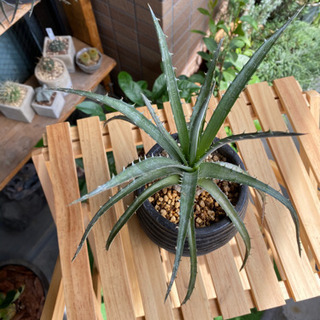 ②ディッキア 子株 アロエ サボテン アガベ 塊根植物 多肉植物 観葉植物の画像