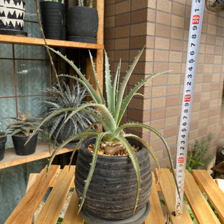 ②ディッキア 子株 アロエ サボテン アガベ 塊根植物 多肉植物 観葉植物の画像