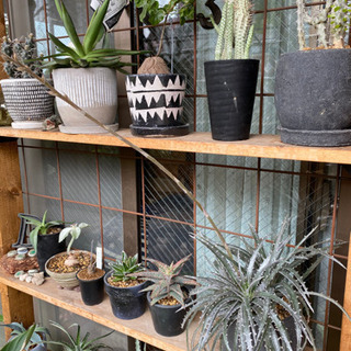 ③ディッキア 子株 アロエ アガベ 多肉植物 塊根植物 サボテン...