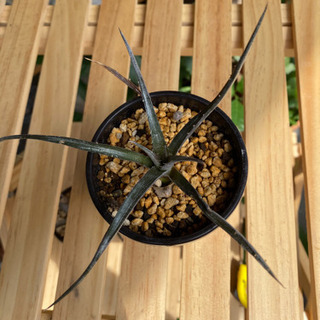 ③ディッキア 子株 アロエ アガベ 多肉植物 塊根植物 サボテン 観葉植物の画像