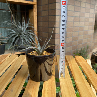 ③ディッキア 子株 アロエ アガベ 多肉植物 塊根植物 サボテン 観葉植物の画像