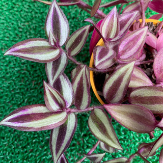 多肉植物  トラディスカンティア セブリナ 植物苗 希少 大人気