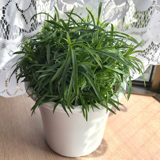 ありがとうございました【無料】咲き終わったカーネーション鉢植え