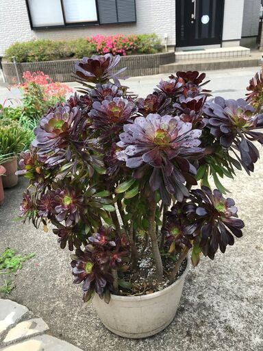 大きな黒法師（多肉植物）大