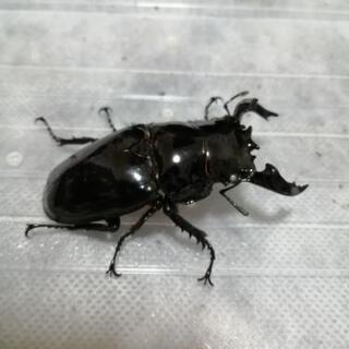 新成虫　タランドゥスオオツヤクワガタ♂♀ペア　ホワイトアイ