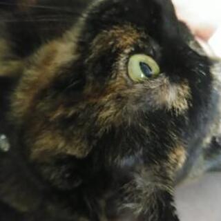 神奈川県内　猫友募集