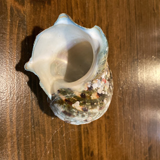 夜光貝の殻の画像