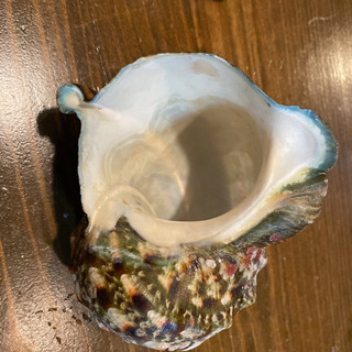 夜光貝の殻の画像