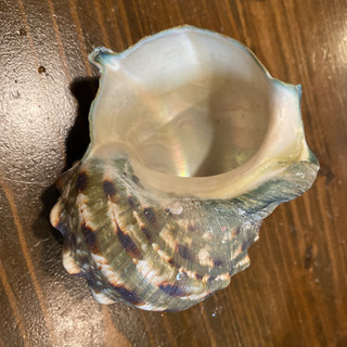 夜光貝の殻の画像