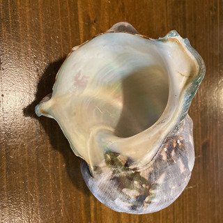 夜光貝の殻の画像