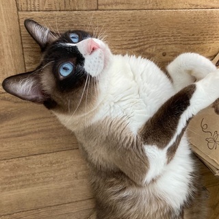 素敵な里親さんとトライアル中です(^^)