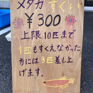 めだか販売　かぐや姫②の画像