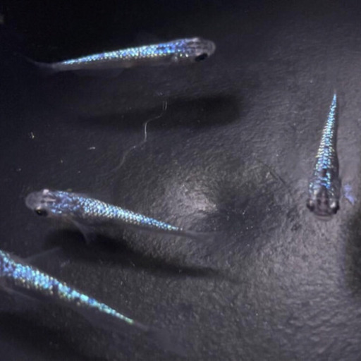 上物　黒ラメサファイアメダカ　背鰭なし　現物出品