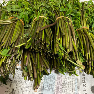 山菜 木の芽 採れたて！