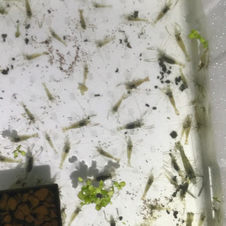テナガエビ　20匹の画像
