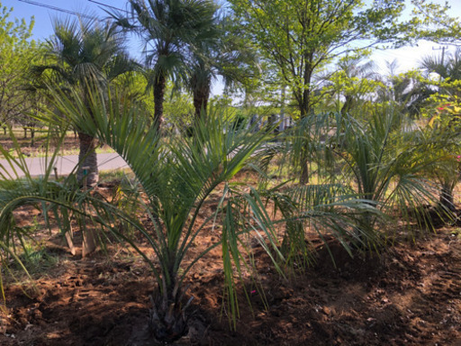 ココスヤシ 小サイズ