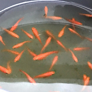 『紅帝』終了しました。