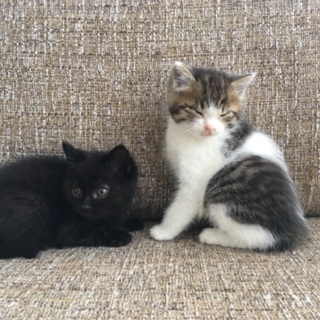 生後1〜2ヶ月の野良仔猫2匹の里親さん募集します