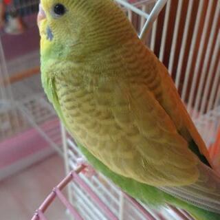 セキセイインコ探しています