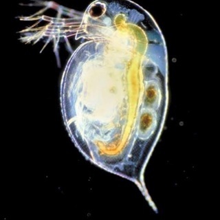 🐸F)メダカ稚魚の餌 ゾウリムシ毎週30名様限定 無料提供の画像