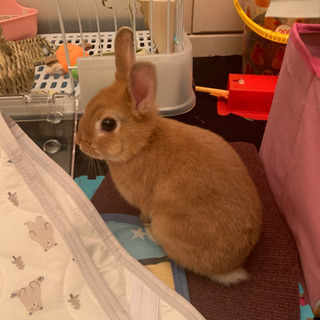 うさ友募集(●´ω`●)