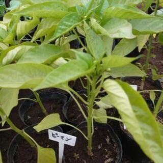 野菜の苗(なんばん パプリカ オクラ ブロッコリー ピーマン 赤キャベツ 等)販売致しますの画像