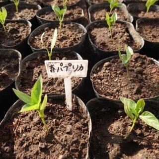 野菜の苗(なんばん パプリカ オクラ ブロッコリー ピーマン 赤キャベツ 等)販売致しますの画像
