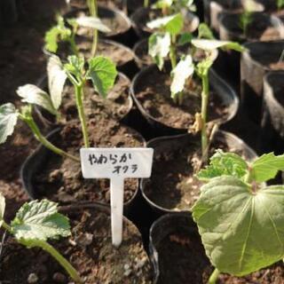 野菜の苗(なんばん パプリカ オクラ ブロッコリー ピーマン 赤キャベツ 等)販売致しますの画像