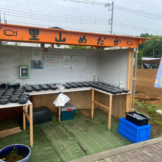 メダカ＆ミジンコの無人販売所　里山めだか　5/15出品