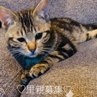 里親募集