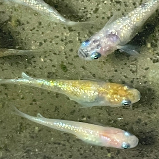 黄桜メダカの卵10-20