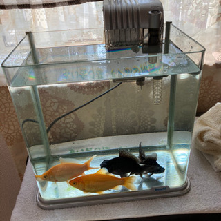 【楽ギフ_のし宛書】 金魚｜手伝って/助けての助け合い｜ジモティー その他