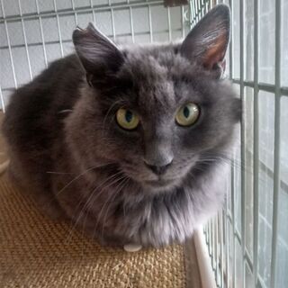 地域猫だった　そら君〜グレー　長毛種の画像