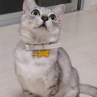 きいﾁｬﾝ♀️(保護猫)里親募集