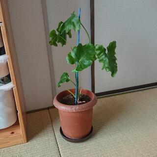 観葉植物