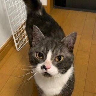 里親決まりました！！お問い合わせ下さりありがとうございました。