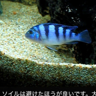値下げ、アフリカシクリッドの子供です。10匹1セット、鮮やかな体...