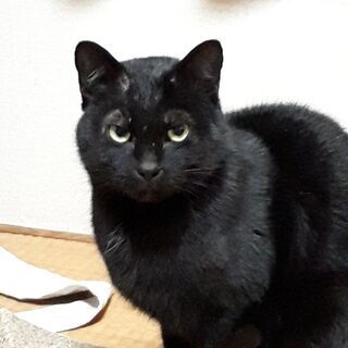 とっても甘えん坊です(届け出済み)
