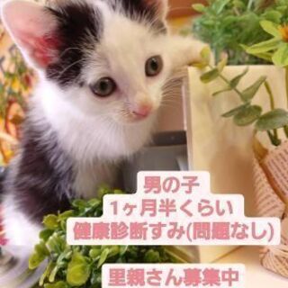 白黒こねこ 男の子 1ヶ月半位 おっとり優しい子