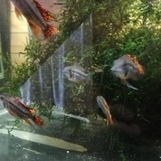 カカトオイデス、トリプルレッド