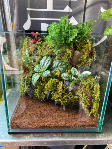 メダカ飼育にオススメ！！コケリウム・テラリウム完成品20キューブ