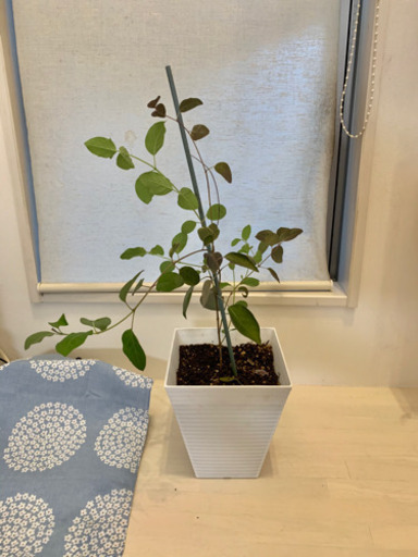 西洋ニンジンボク　プルプレア　観葉植物