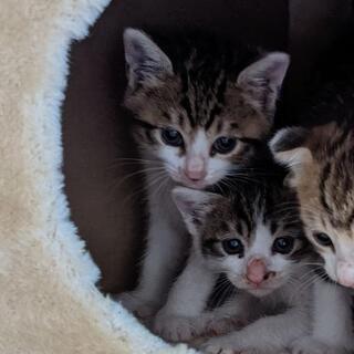 【決まりました】生後２ヶ月ほどの仔猫