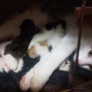 今日、我が家に居着いた野良猫が子猫を産みました。