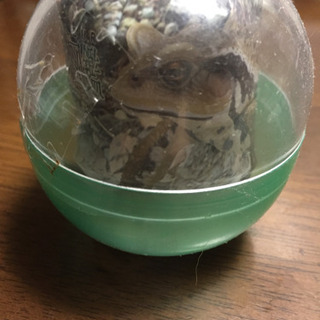 アズマヒキガエル カプセルトイ