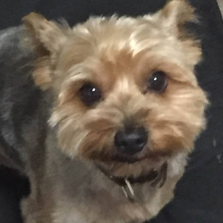 生活難で病院に連れて行けない状況で飼えないのでもらってください